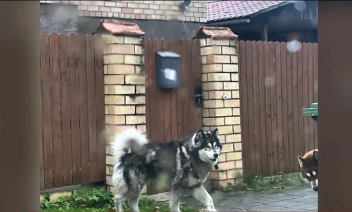 VIDEO ⟩ Carnikavā bērnus sakodušo suņu saimnieks atklāj, ko darīs ar abiem mājdzīvniekiem
