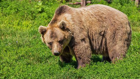 Ropažu novada pašvaldība brīdina: Cekulē, Sauriešos un Upeslejās manīts lācis
