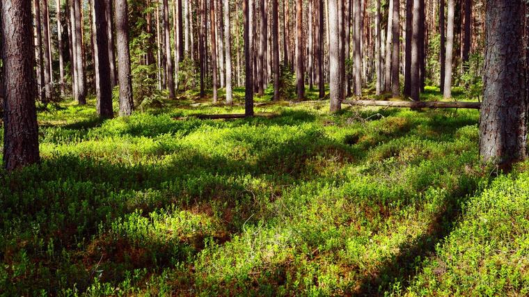 Uzlabos Meža valsts reģistra kiberdrošību; tas nebūs pieejams vairākas dienas