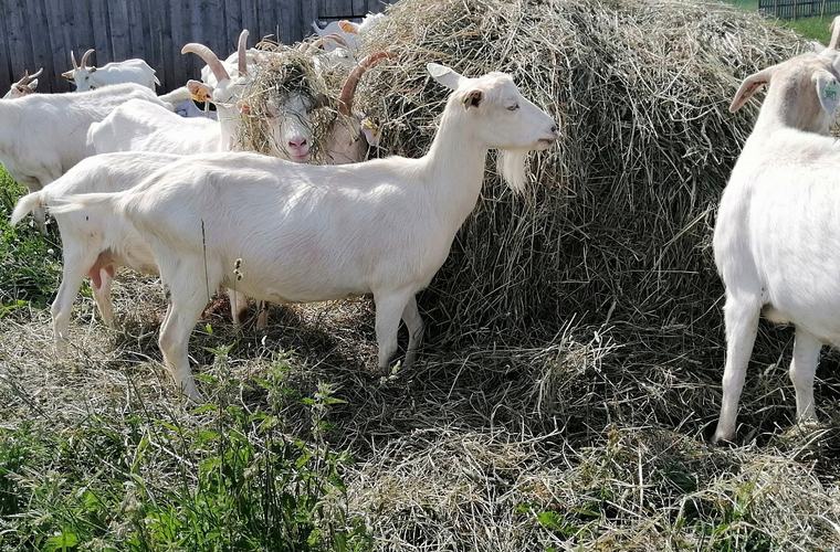 Piena ceļš Latvijā: ciemos pie Mālpils "Lejnieku" saimniekiem Daces un Valda Ozoliņiem