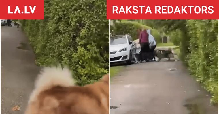 RAKSTA REDAKTORS “Viņi to var izdarīt atkal,” kinoloģe izsakās par suņiem, kas Carnikavā uzbruka bērniem