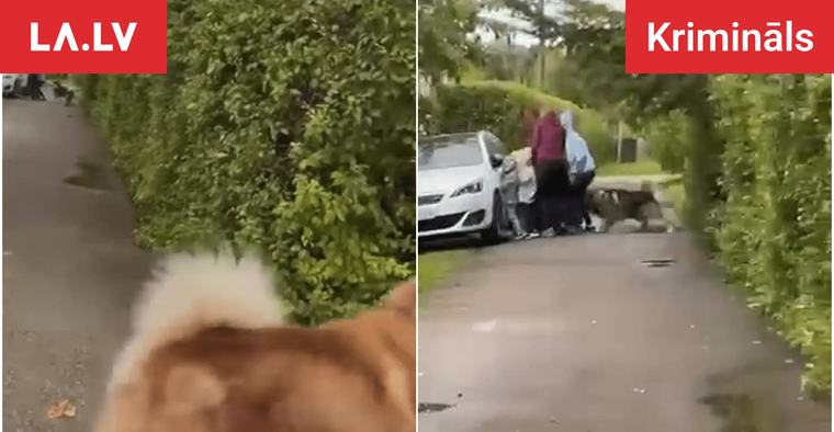 Krimināls VIDEO. Publiskots neliels video no Carnikavas. Redzams, kā suņi uzbrūk, bet kāds vienkārši filmē…